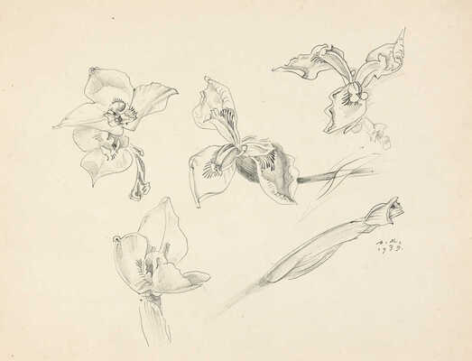 Митрохин Дмитрий Исидорович. Ирисы